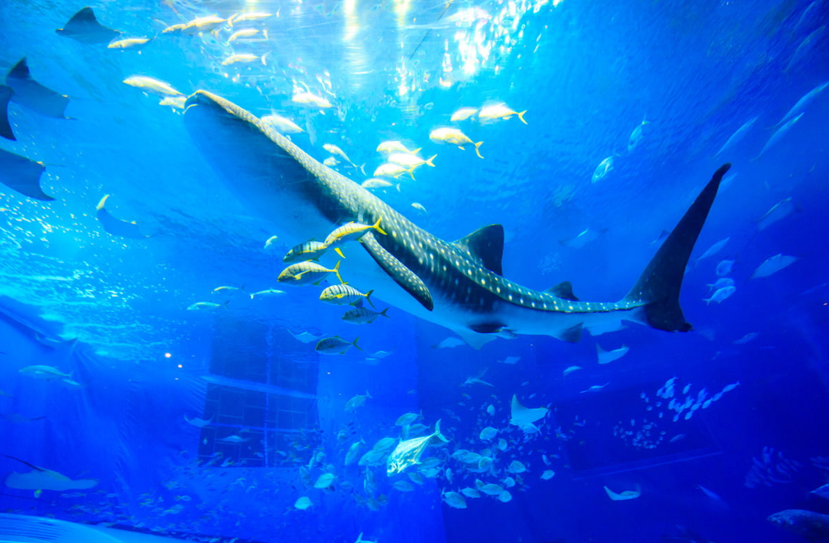 안녕하세요~ 여러분께 처음으로 소개해드릴 관광지는 바로 츄라우미 수족관 입니다. 